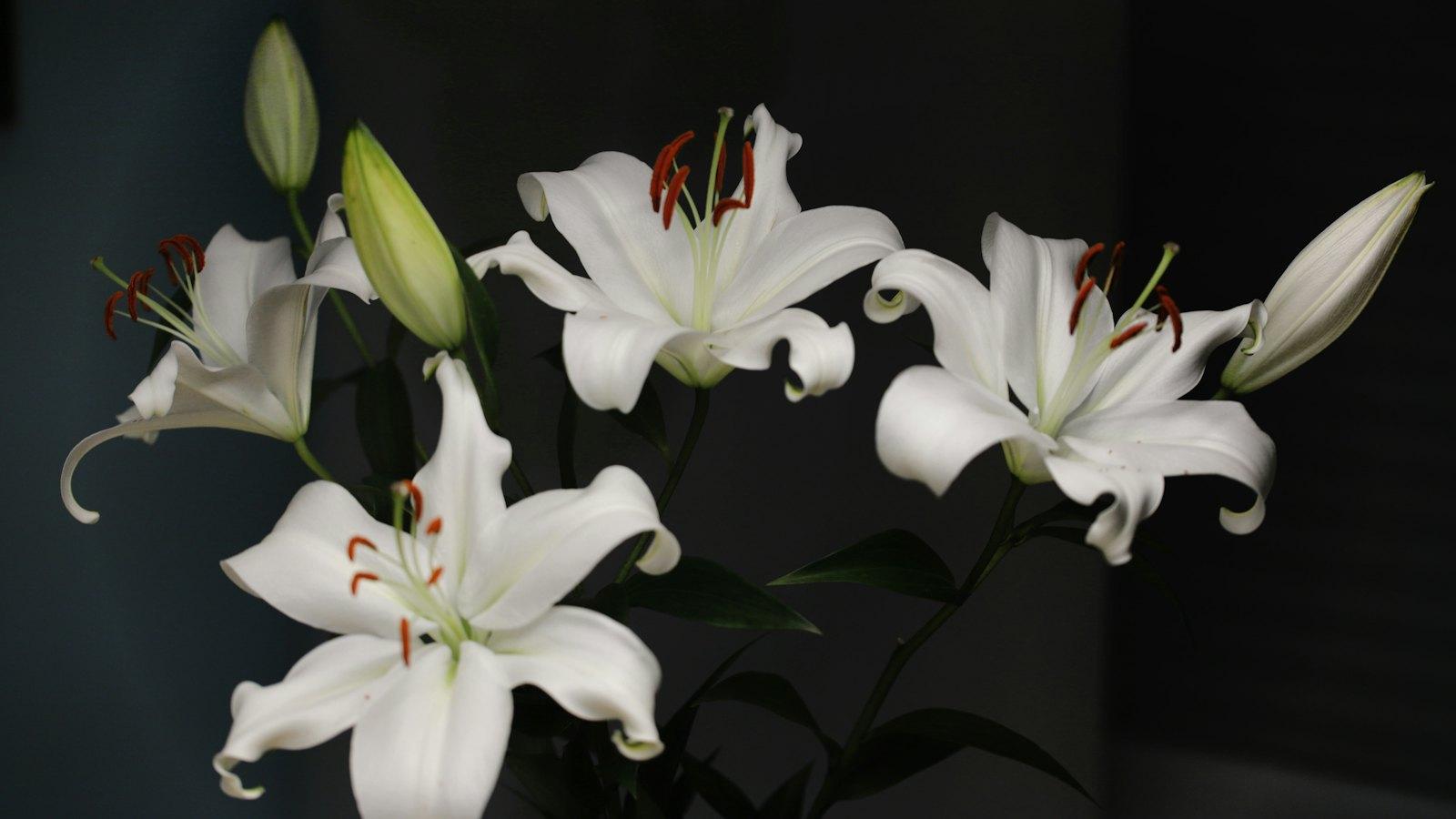 White lilies against a dark background