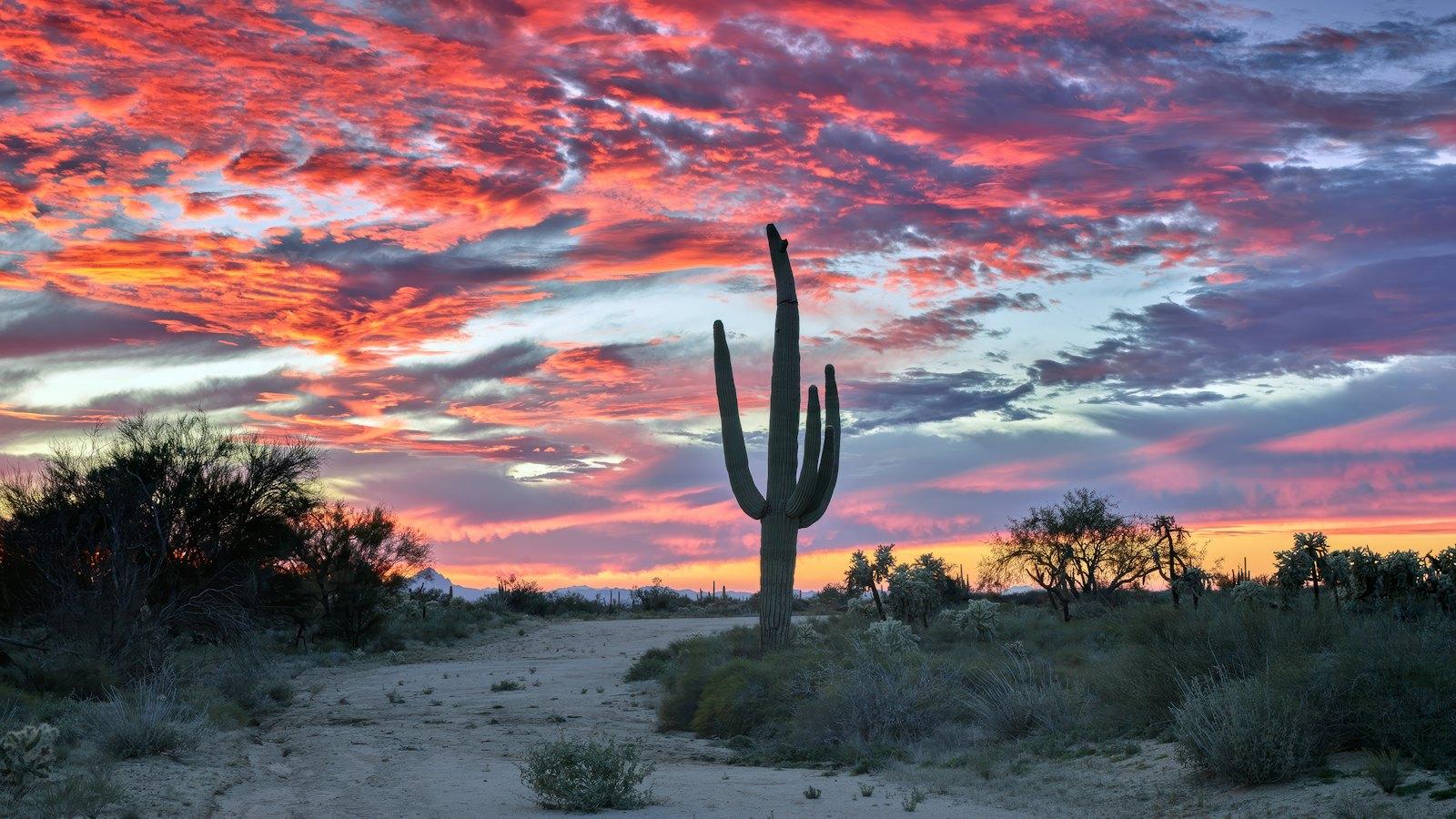 Saguaro cactus under a pink sunset in the Arizona desert