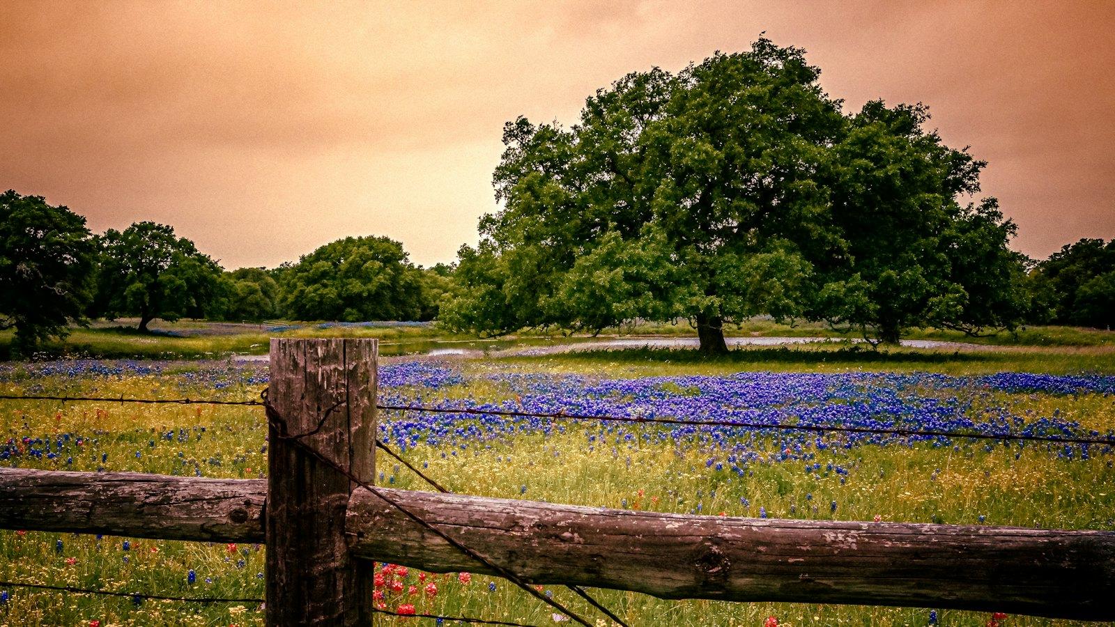 Bluebonnets and wildflowers by a wooden fence in Texas